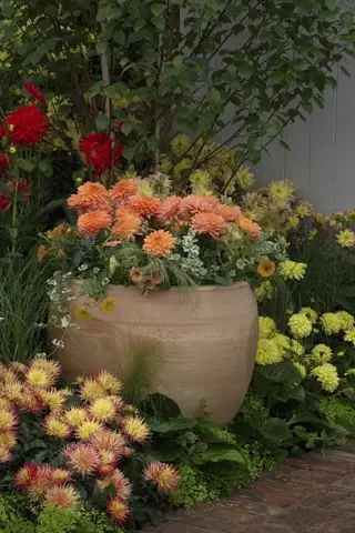 ako pestovať georgíny zobrazené na kvetináčoch