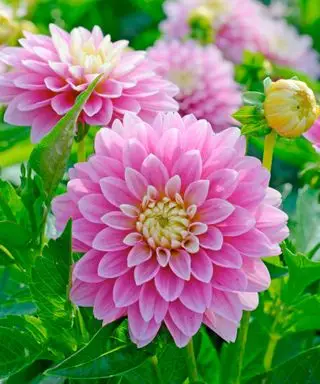 Dahlia rembrandt ružový kvet