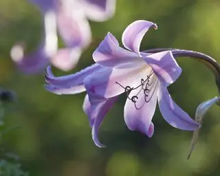 Crinum alebo močiarna ľalia