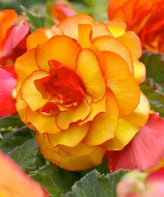 begonia picotee sunburst pomarančové kvety