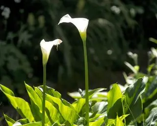 arum ľalie