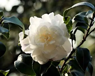 reinweiße Kamelie in voller Blüte