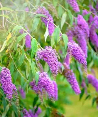 flores roxas de buddleja