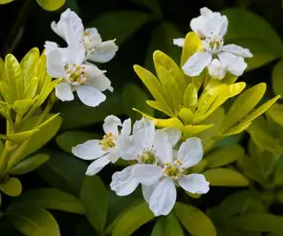 Flor de Laranjeira Mexicana