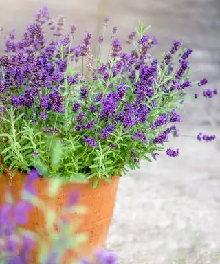 lavanda em uma panela