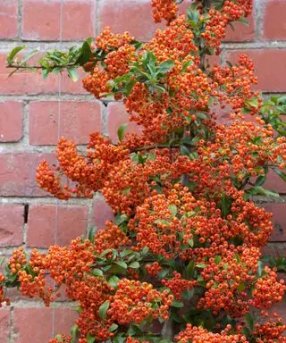 Piracanta ‘Saphyr Rouge’