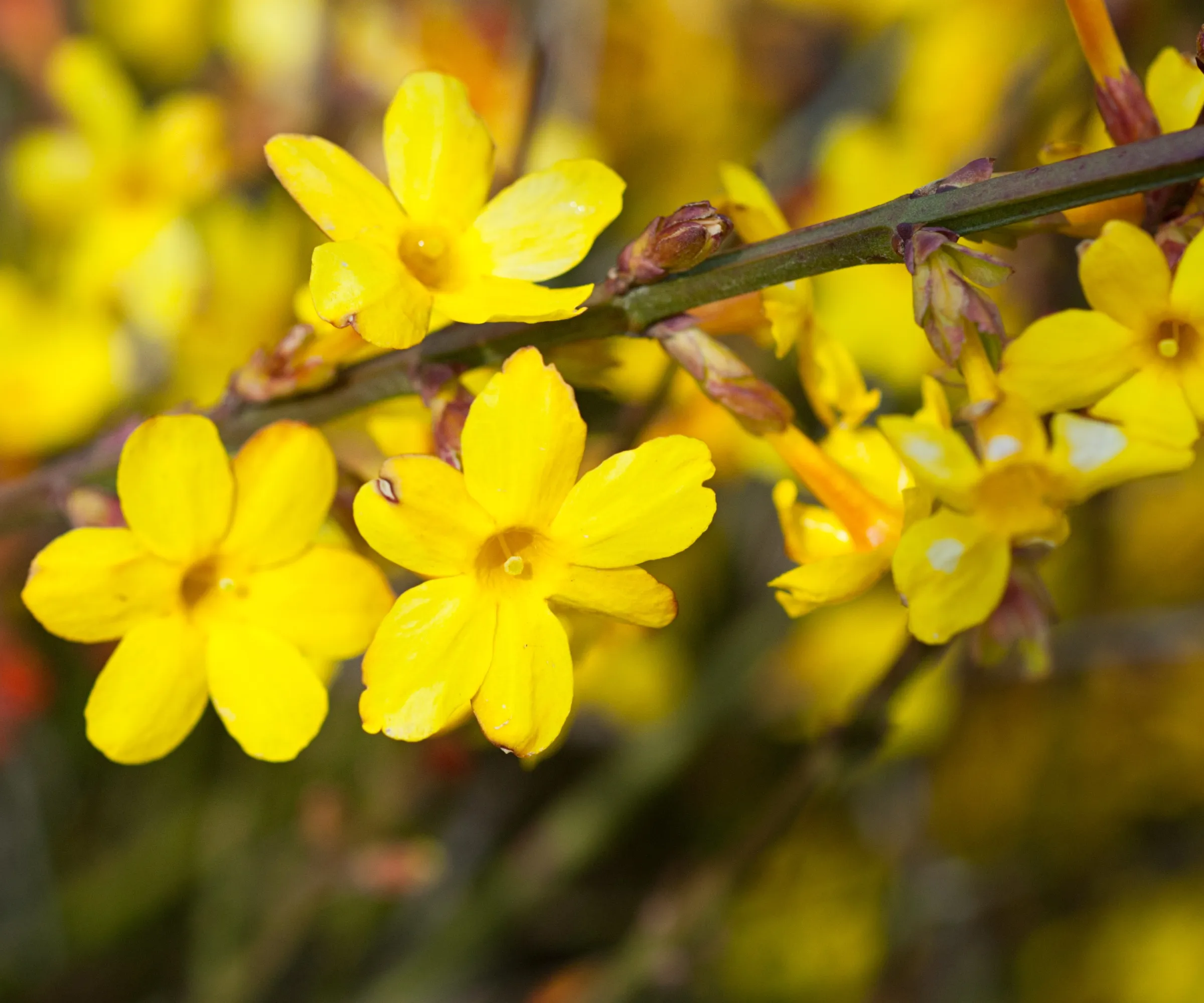 冬のジャスミンの黄色の花' loading='lazy' title=