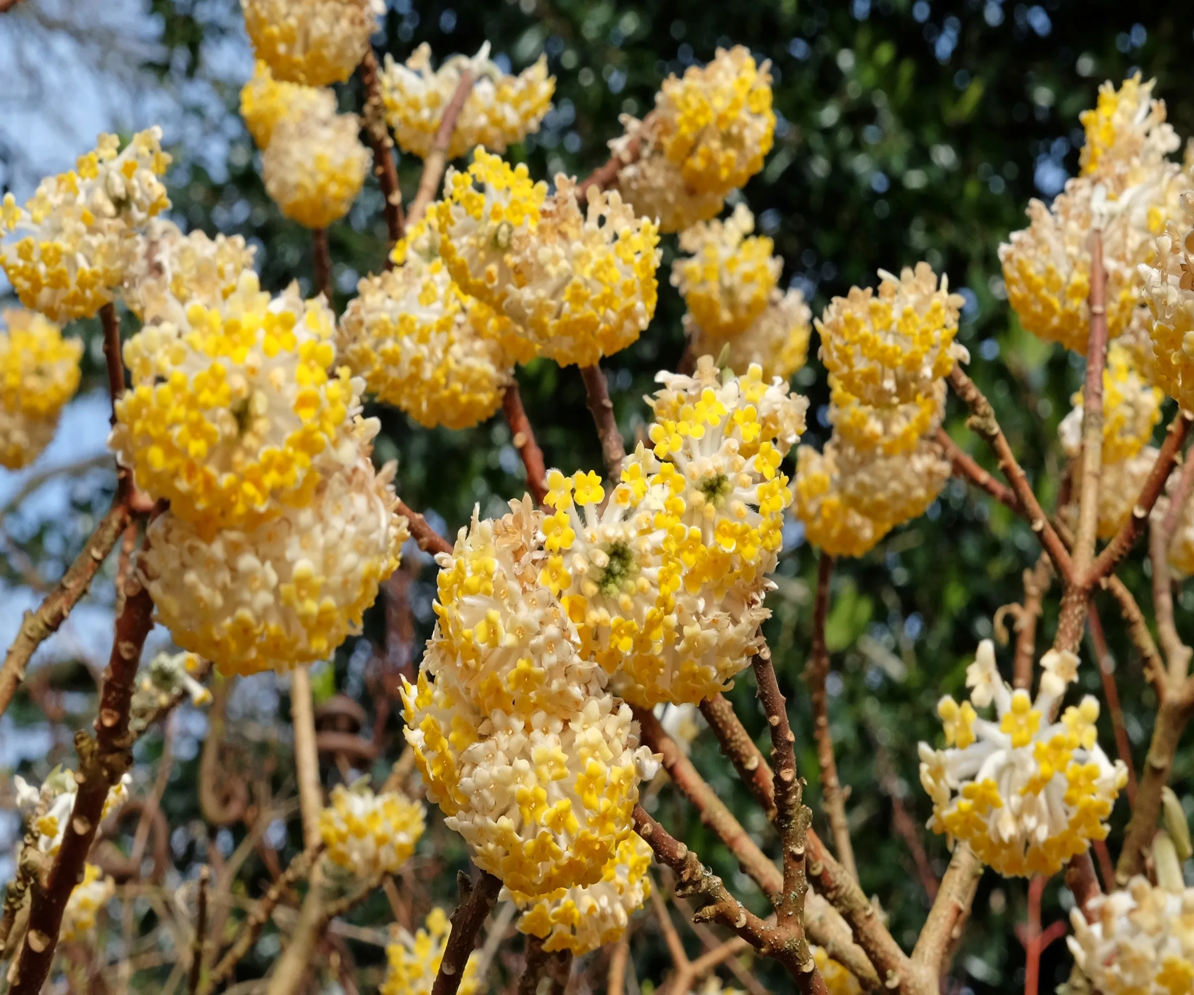 エッジワーシア/ペーパーブッシュ (Edgeworthia chrysantha) のポンポンイエローとクリーム色の花' loading='lazy' title=