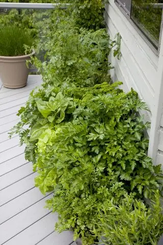 spinaci ed erbe aromatiche che crescono in vasi su un balcone