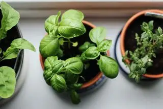 spinaci in vaso sul davanzale