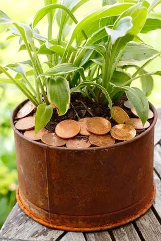 Kobberbelagte mynter plassert rundt en ung hostaplante for å hjelpe til med å avvise snegler