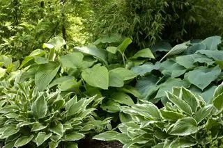 hostas Spraglet bladsort i blomst