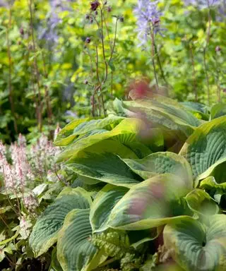 Hvordan vinterføre hostaer