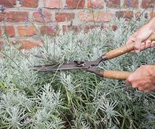 Couper la lavande avec des cisailles de jardin