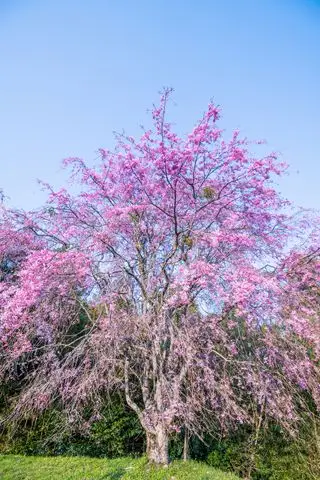 Cerisier pleureur en fleur