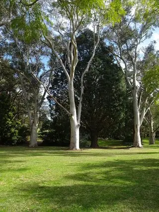 Gommes fantômes australiennes