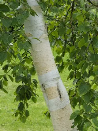 Écorce de bouleau blanc de l'Himalaya