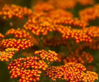 Achillea, červená a žlutá