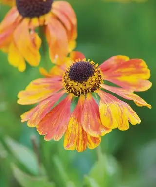 Helenium