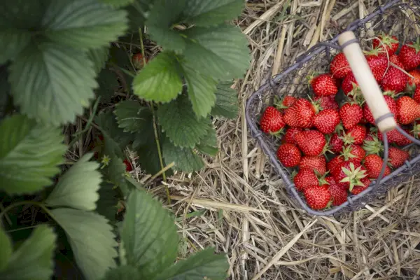 Comment conserver les fraises – pour une fraîcheur durable