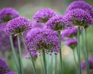 allium i blomst