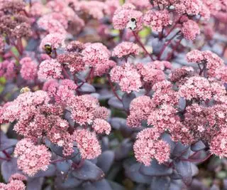 Sedum