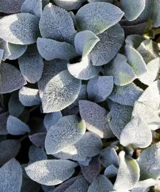 Sinnesgartenideen mit Stachys byzantine.