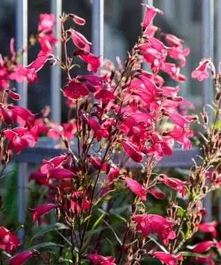 Duftende rote Blumen in einem Sinnesgarten