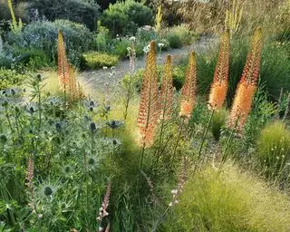 Sinnesbepflanzung im Gartenbeet