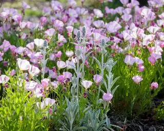 Sinnesgartenideen – schaffen Sie einen Außenbereich voller Geräusche, Düfte und Texturen