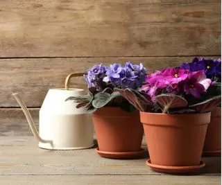 Regando violetas africanas