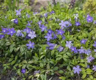 Vinca minor mindre periwinkle prydblomster i blomst,