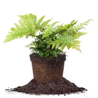 Dryopteris efterårsbregnebusk hos perfekte planter