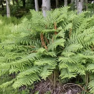 Cinnamon Fern ved Nature Hills