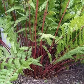 Dame i Red Hardy Fern på Walmart