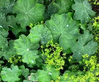 Nærbillede af Alchemilla blad med vanddråber