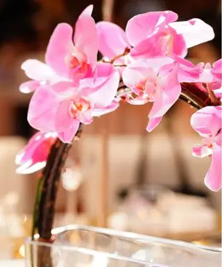 Orchideje ve váze s vodou