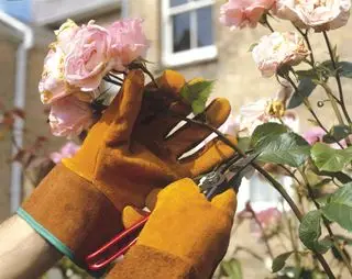 Wie wachsen tote Rosen im Rosenbeet?