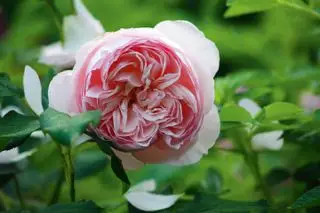 Wie man Rosen abschneidet – Expertentechniken für mehr Blüte