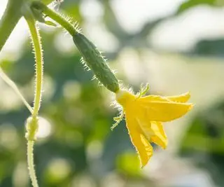 오이 꽃과 작은 과일