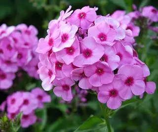 Cuándo reducir el phlox: cómo decidir entre realizar la tarea en otoño o primavera