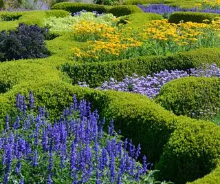 Hvorfor bliver min buksbom gul? 4 grunde til misfarvning på dine buske