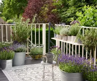 lawenda rosnąca w pojemnikach na balkonie