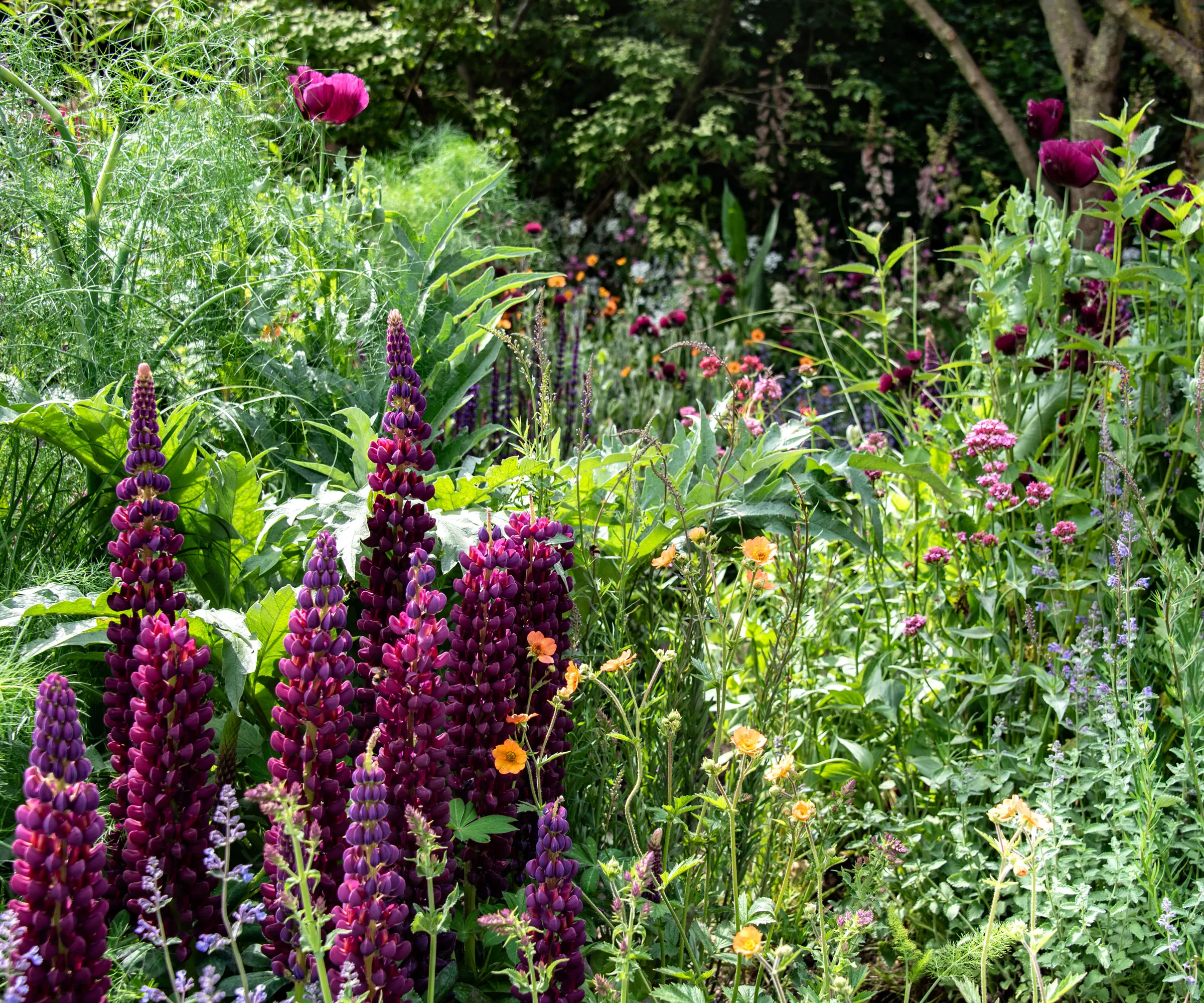 tremoços vermelho-púrpura escuros em canteiro de flores com papoulas orientais roxas e geum laranja' loading='lazy' title=