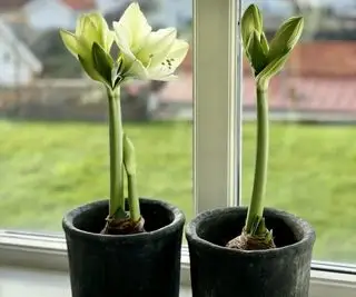 אמריליס לבן פורח נגד גינה