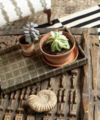 Hvorfor dør min sukkulent? Her er hvorfor – og 3 måder at genoplive din plante på