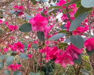Rosa Rhododendronstrauch