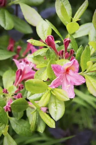 Rhododendron