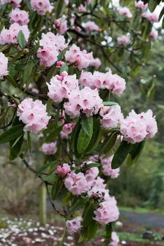 So schneiden Sie Rhododendren – für optimale Ergebnisse