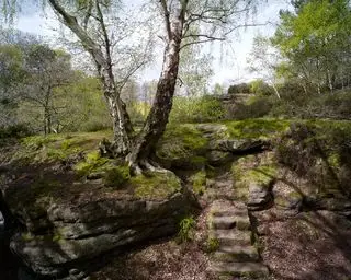 Ein moosbedeckter Steingarten mit Steinstufen und einem Baum, der auf einem großen Felsen wächst.